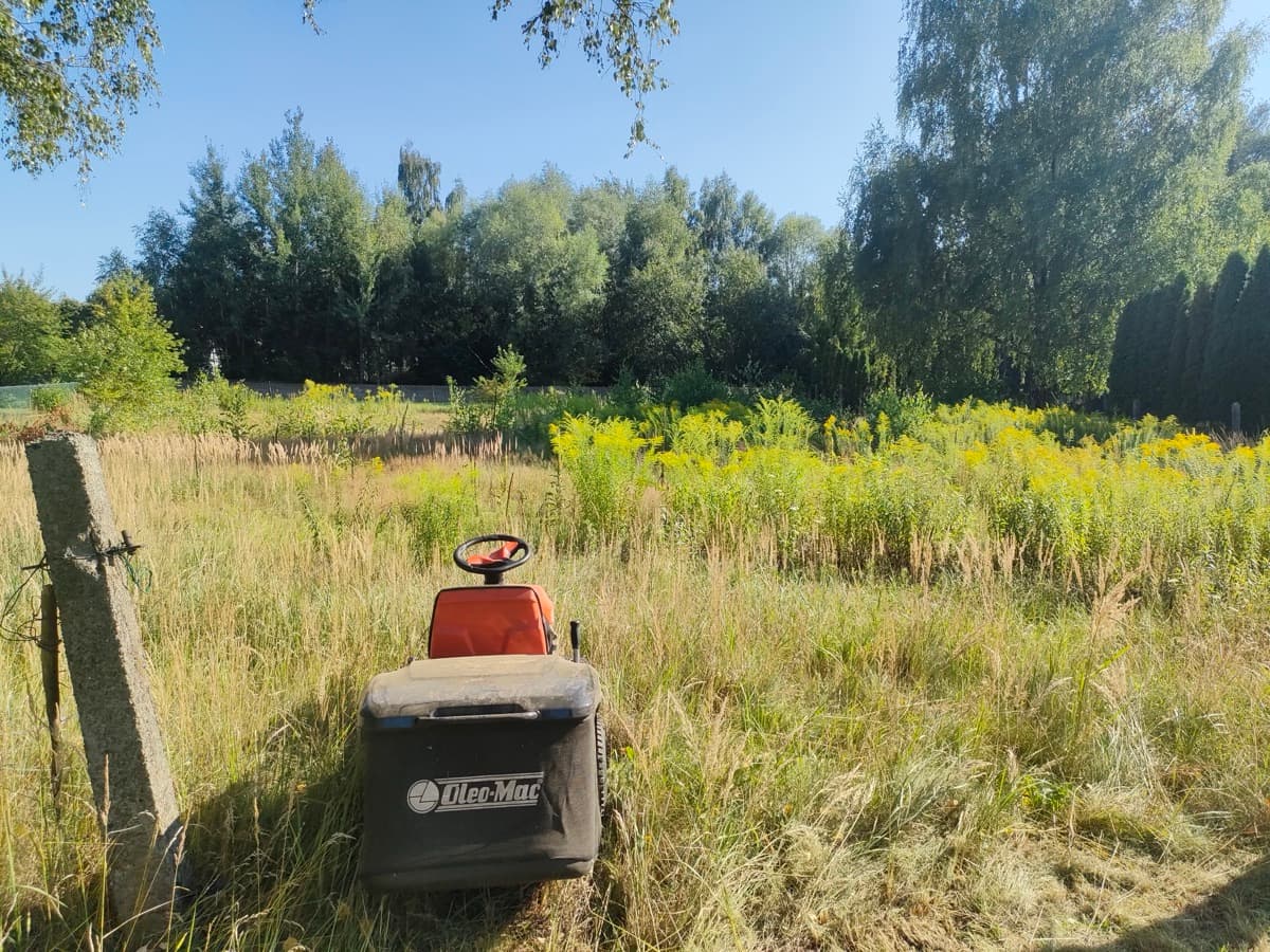 Zarośnięta działka z wysoką trawą przed porządkowaniem